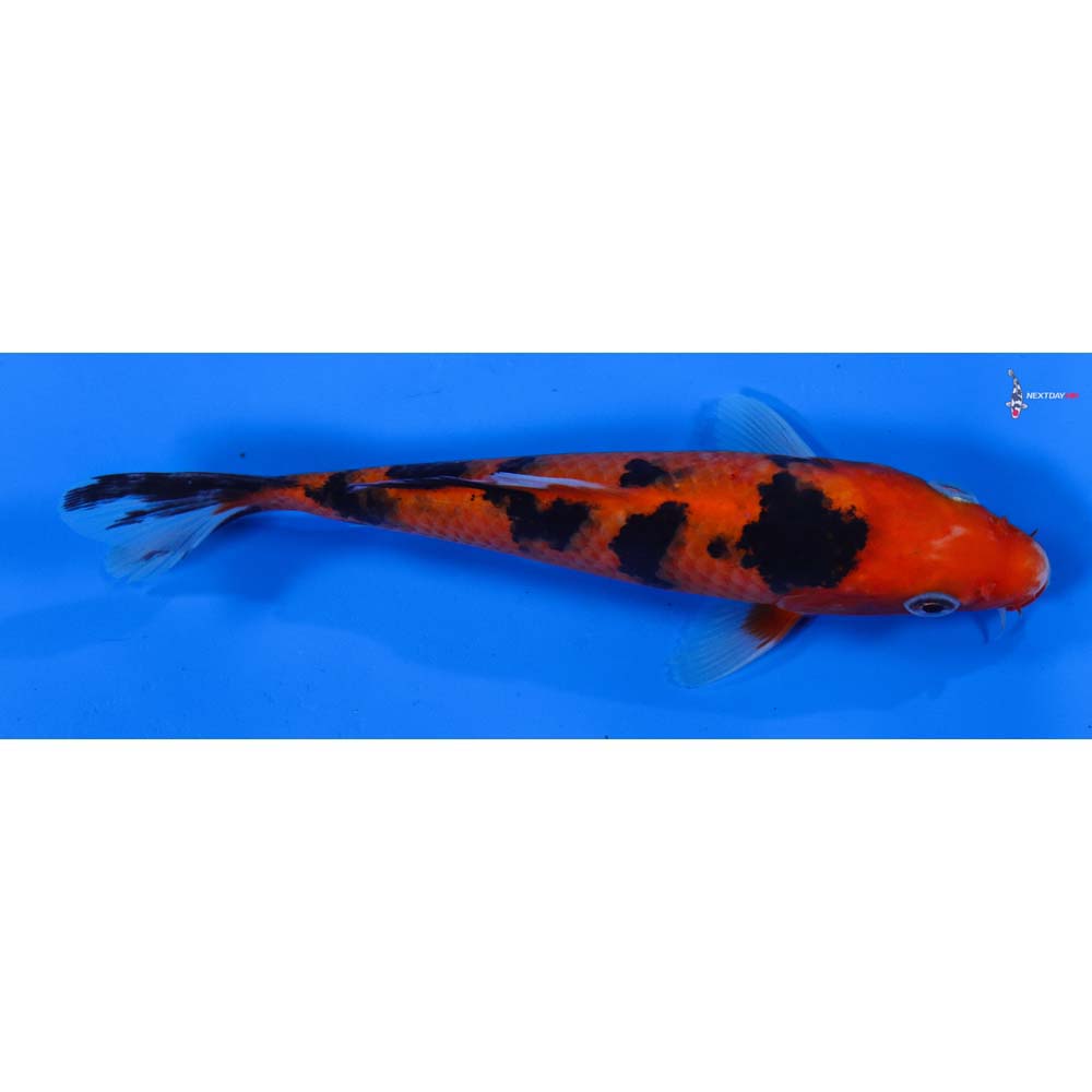 6.5” Imported Aka Bekko