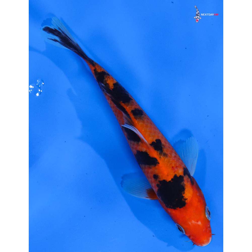 6.5” Imported Aka Bekko