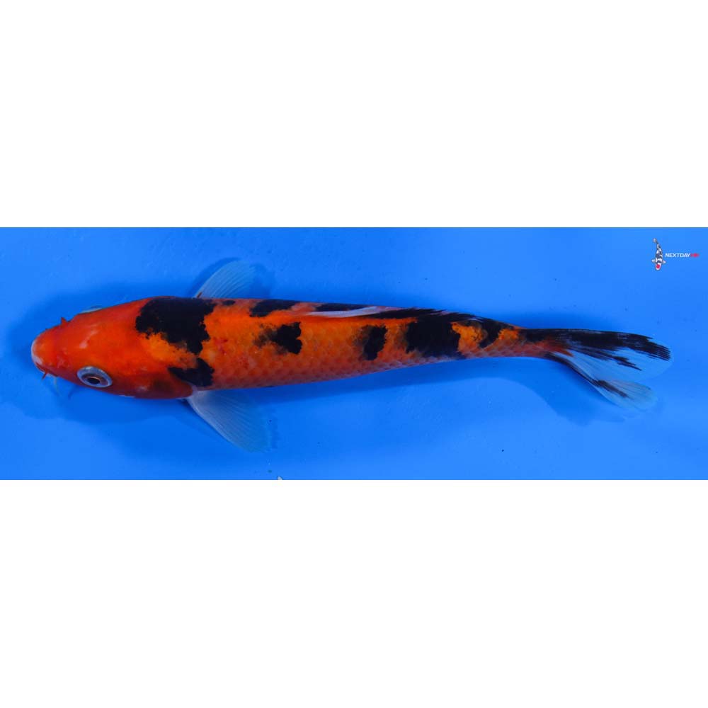 6.5” Imported Aka Bekko