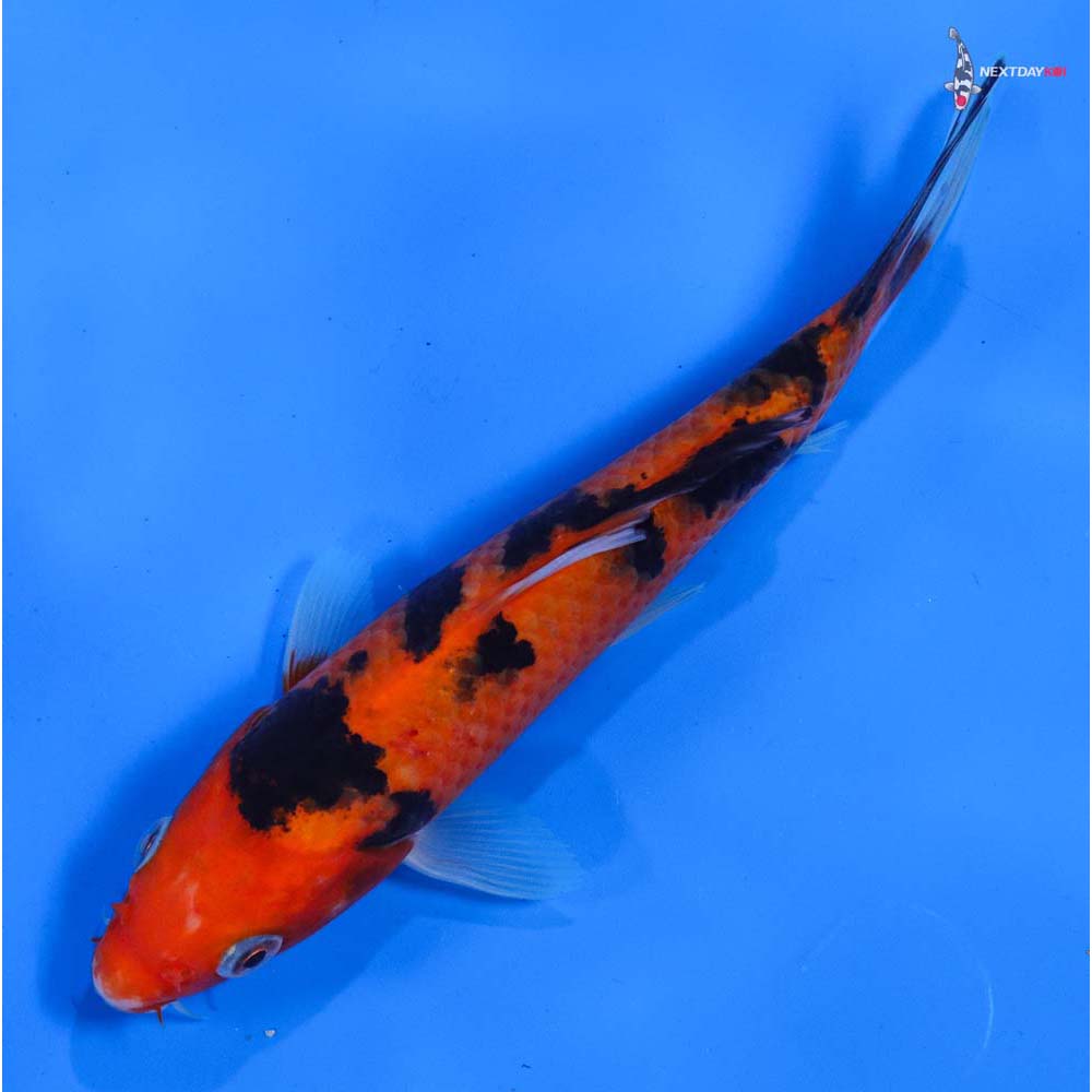 6.5” Imported Aka Bekko