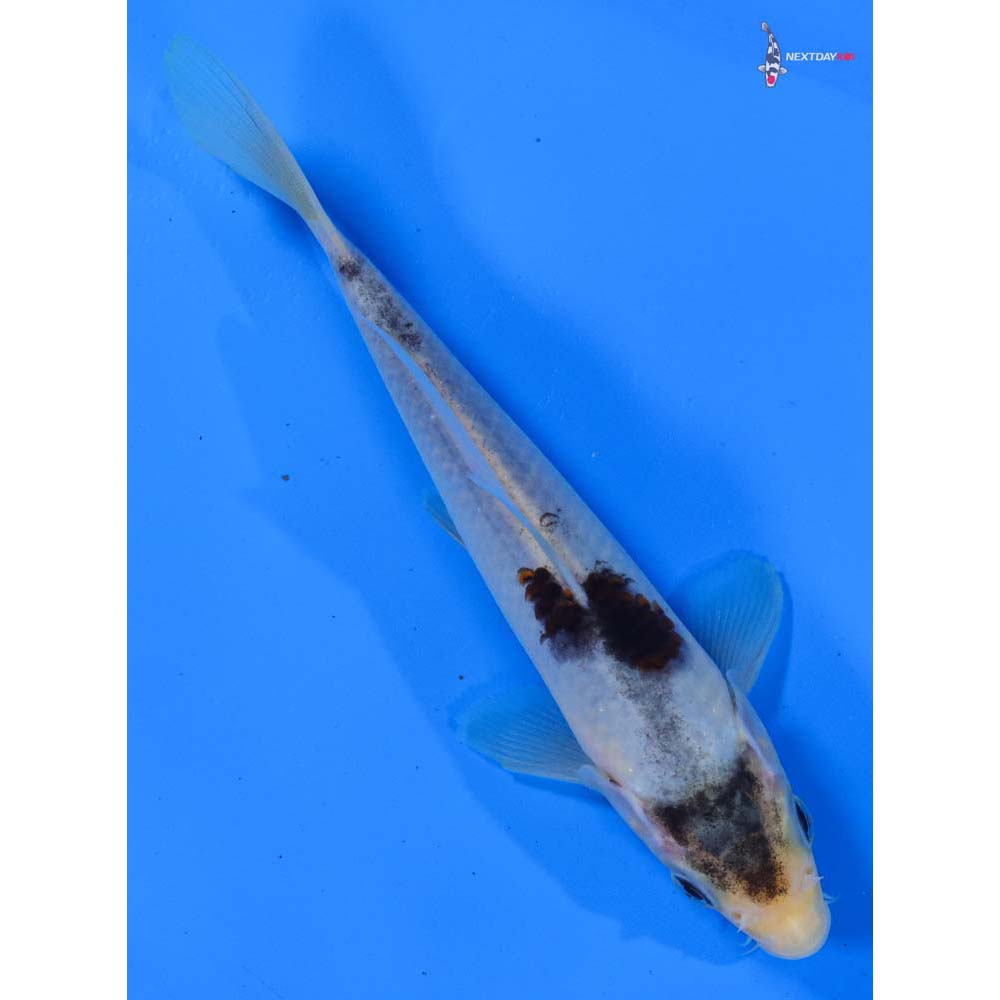 7” Imported Goromo