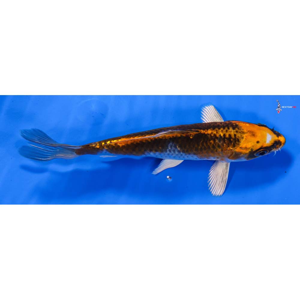 6” Imported Kujaku
