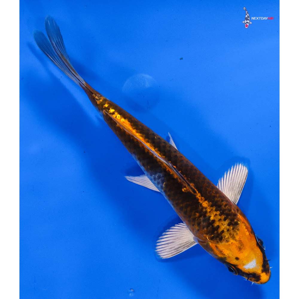 6” Imported Kujaku