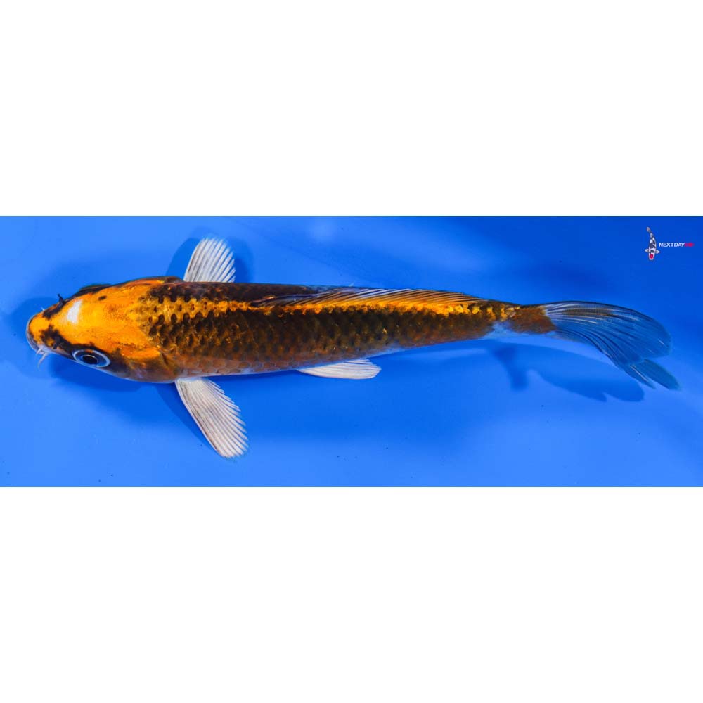 6” Imported Kujaku