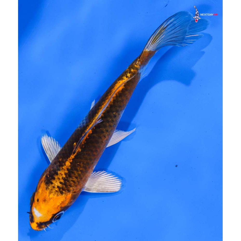 6” Imported Kujaku