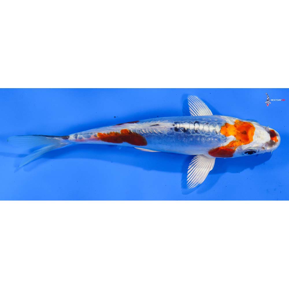 6” Imported Doitsu Blue Kujaku