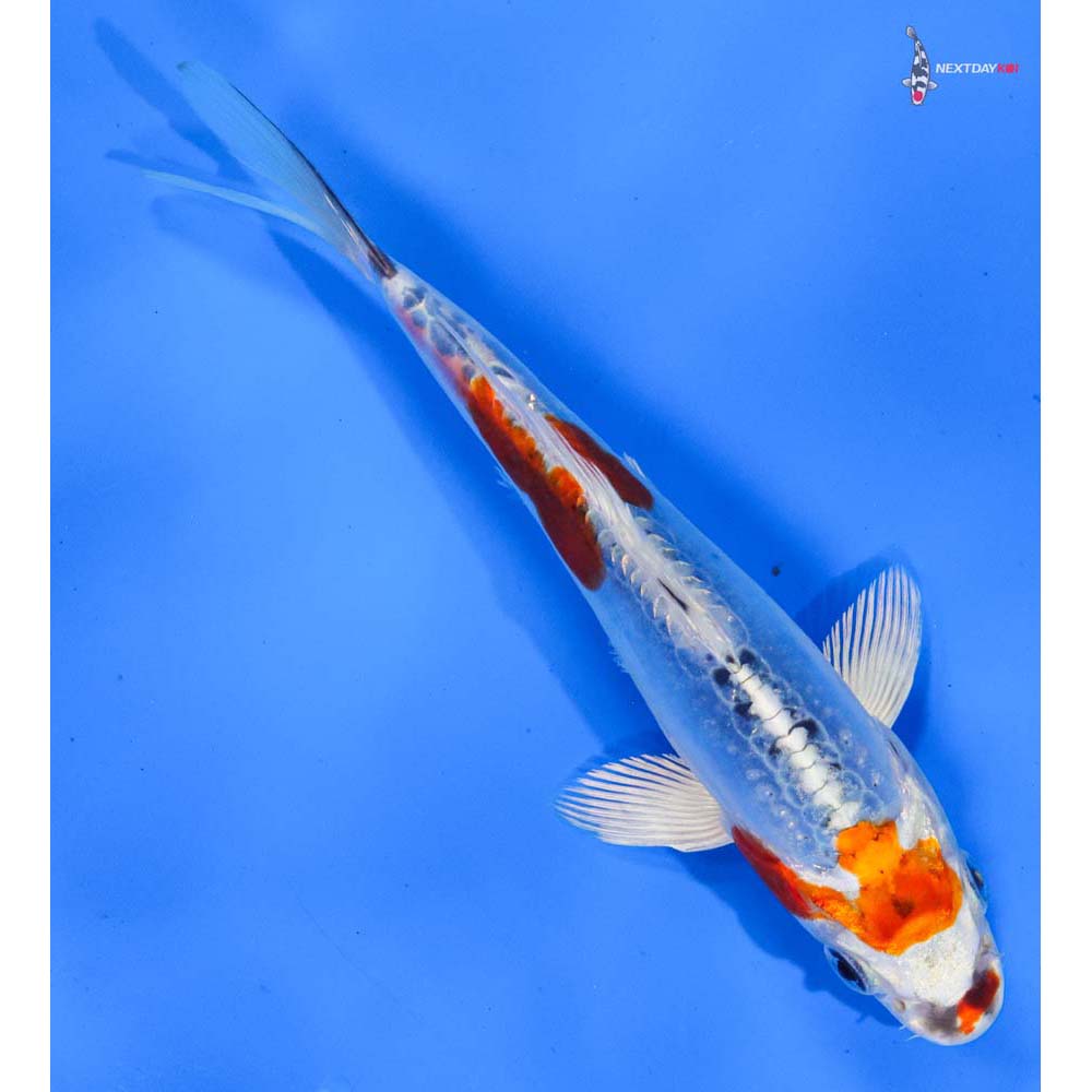 6” Imported Doitsu Blue Kujaku