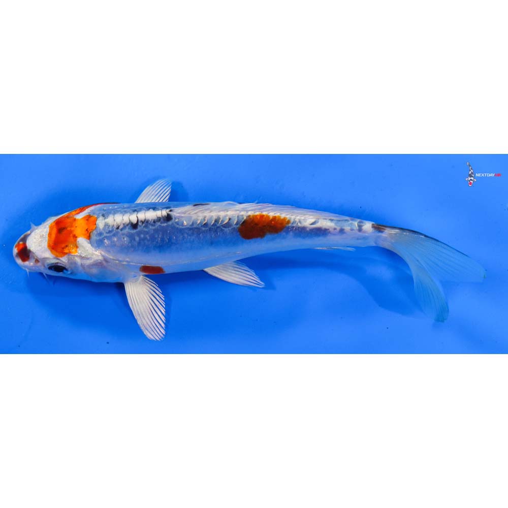 6” Imported Doitsu Blue Kujaku