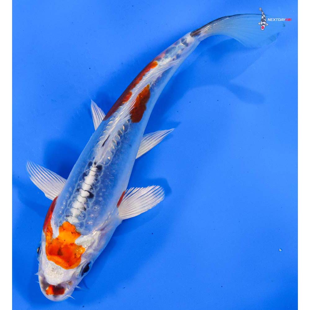 6” Imported Doitsu Blue Kujaku