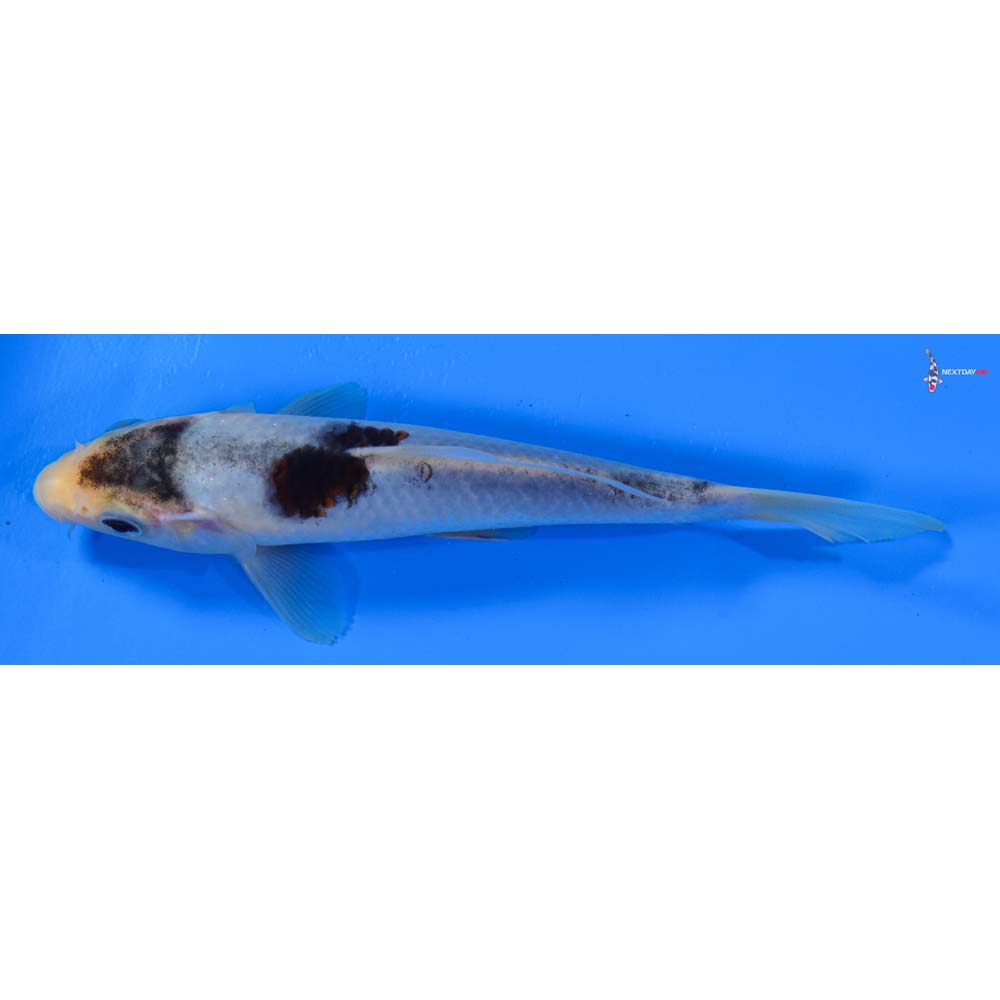 7” Imported Goromo