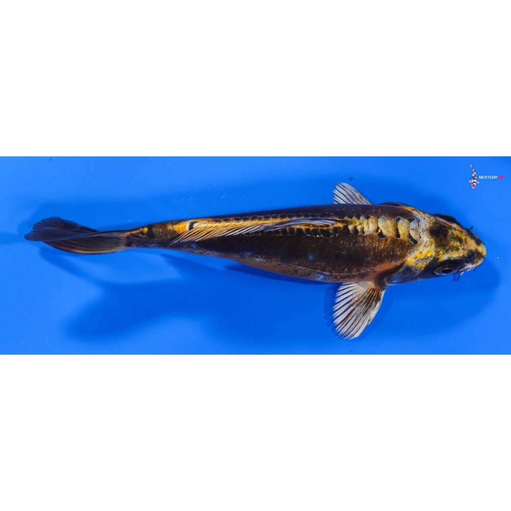 6” Imported Kin Kikokuryu