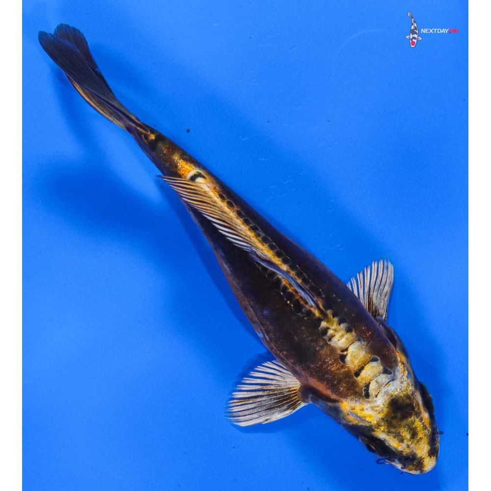 6” Imported Kin Kikokuryu