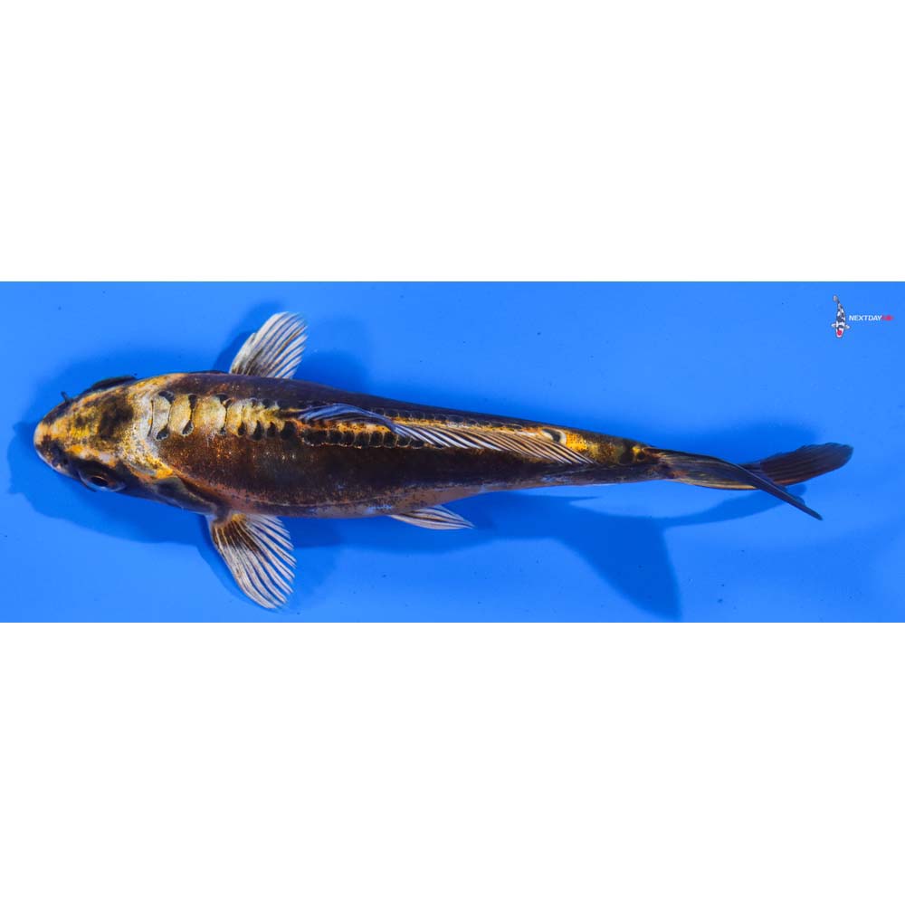 6” Imported Kin Kikokuryu