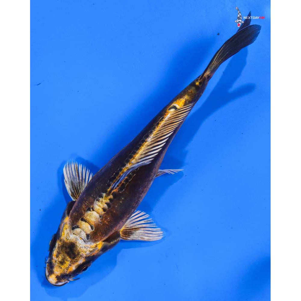 6” Imported Kin Kikokuryu