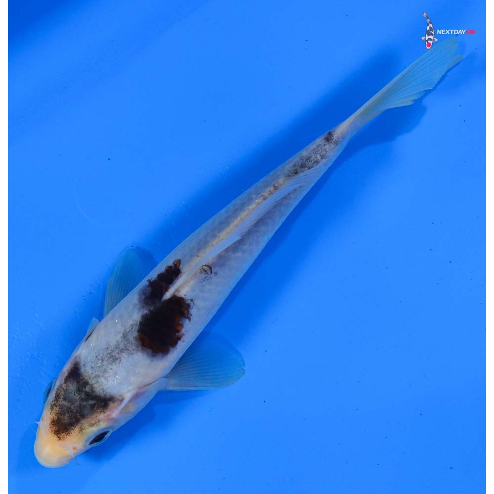 7” Imported Goromo