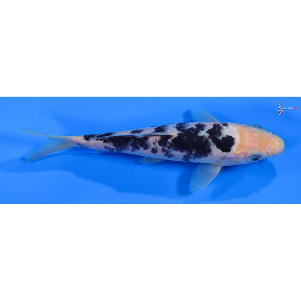 6” Imported Shiro Bekko