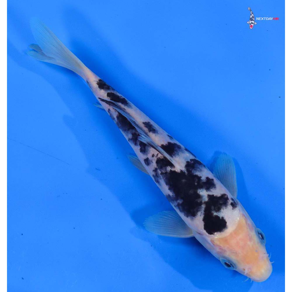 6” Imported Shiro Bekko