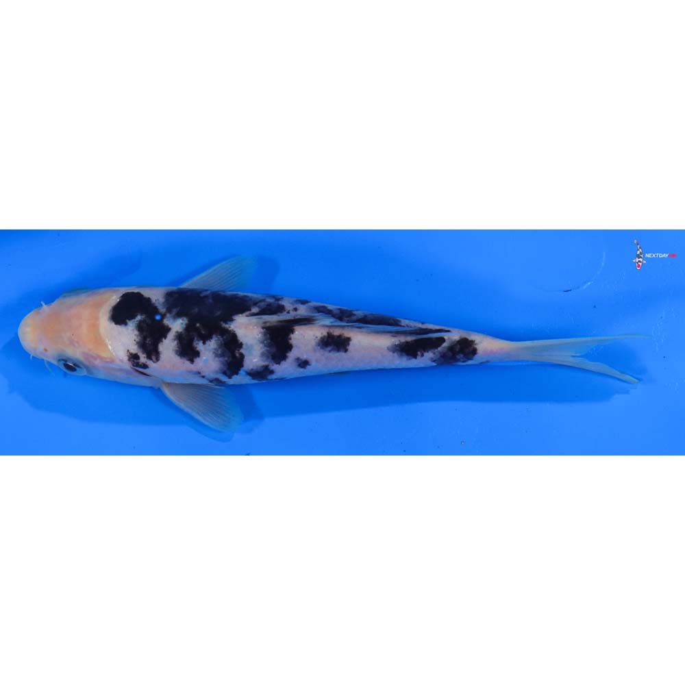 6” Imported Shiro Bekko