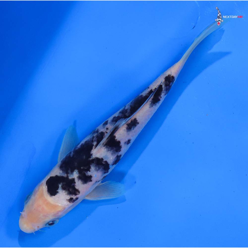 6” Imported Shiro Bekko