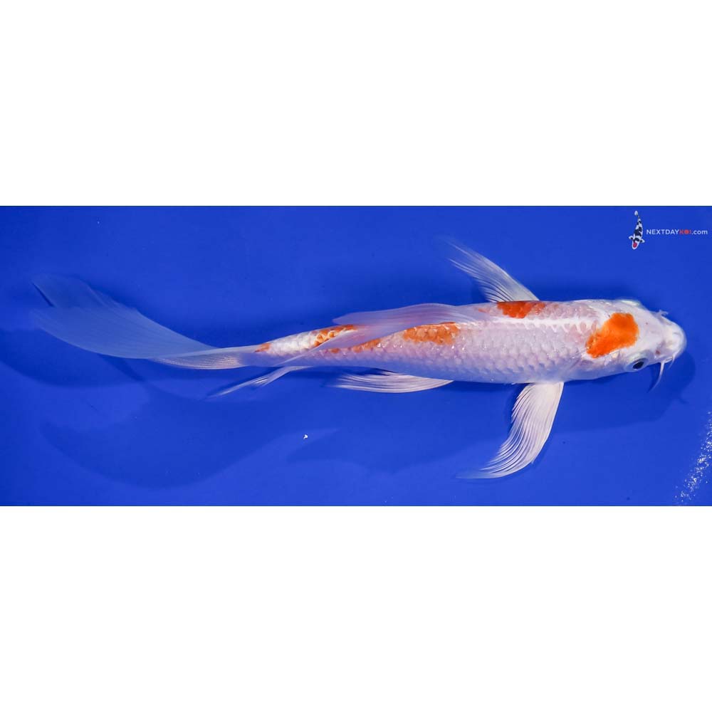 7.5” Imported Hariwake Butterfly Koi