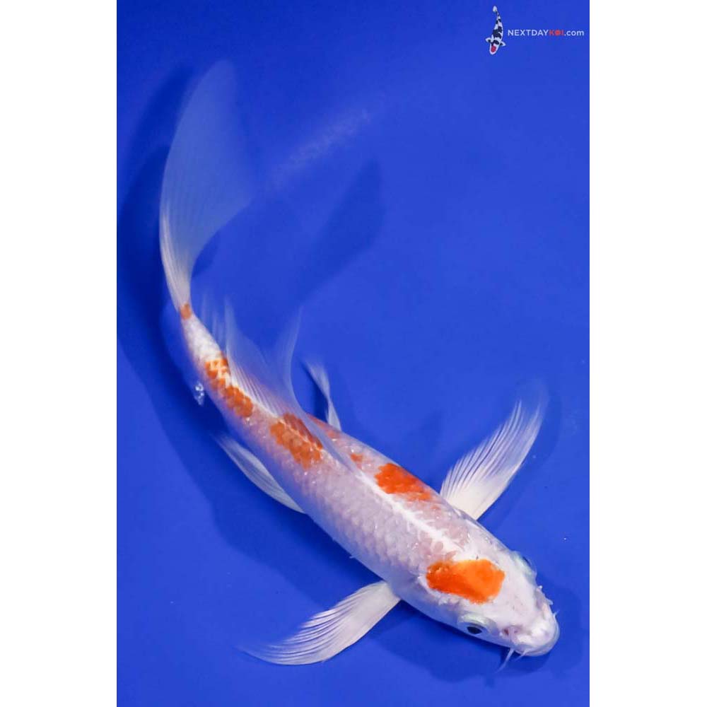7.5” Imported Hariwake Butterfly Koi