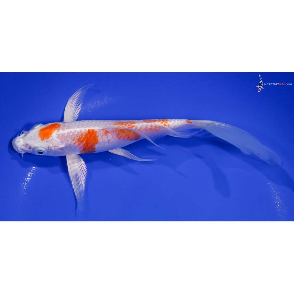 7.5” Imported Hariwake Butterfly Koi