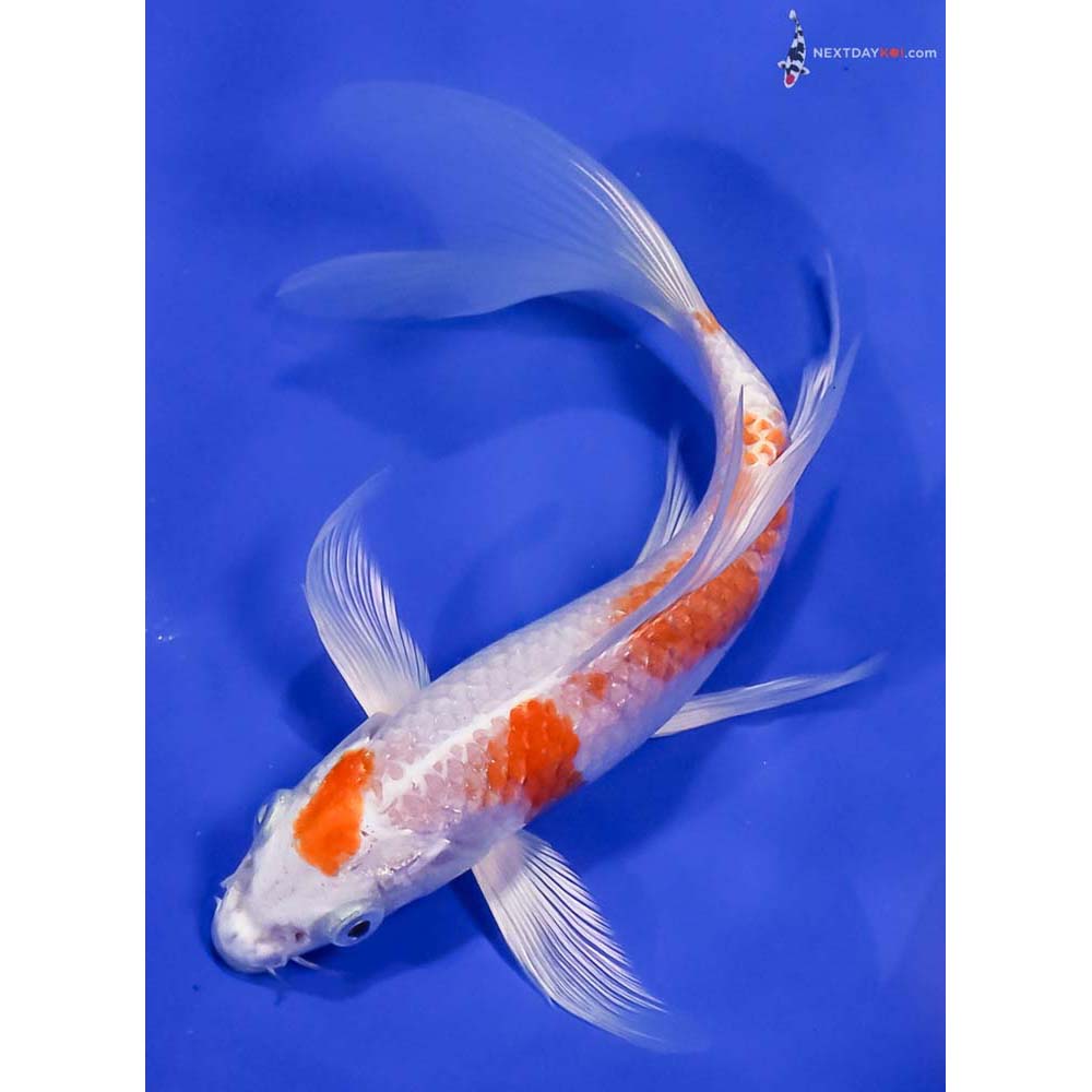 7.5” Imported Hariwake Butterfly Koi