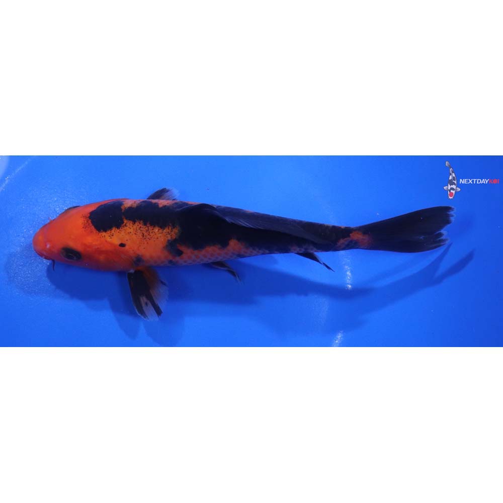 6” Imported Aka Bekko