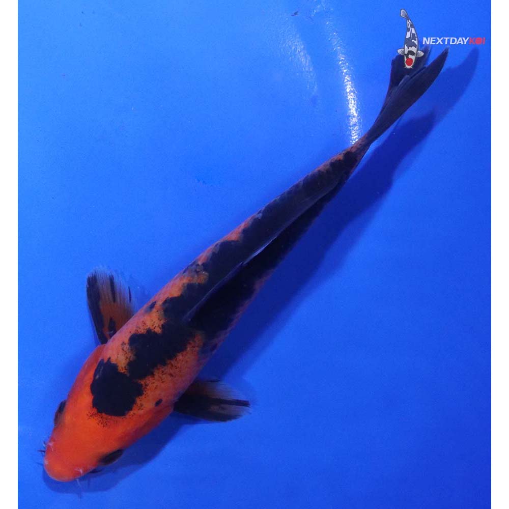 6” Imported Aka Bekko
