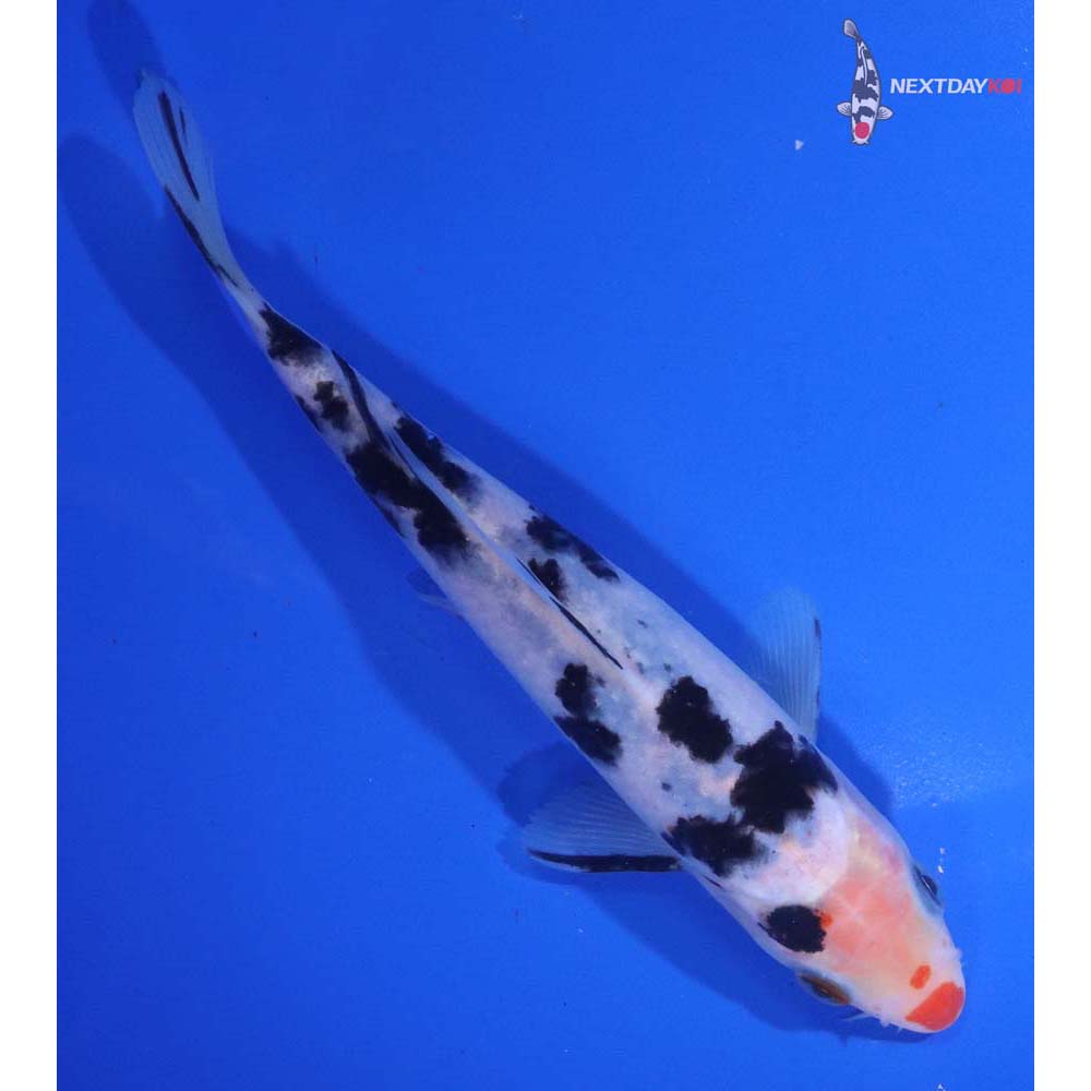 6.5” Imported Sanke
