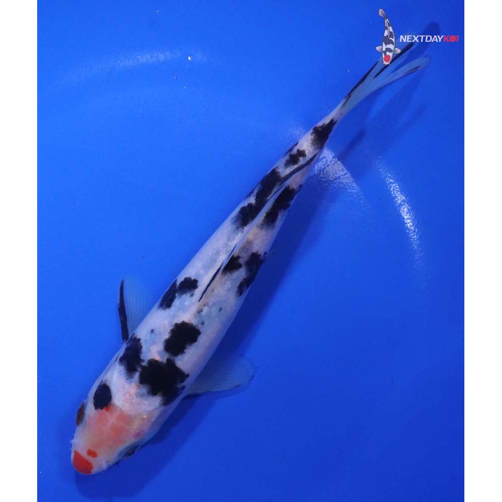 6.5” Imported Sanke