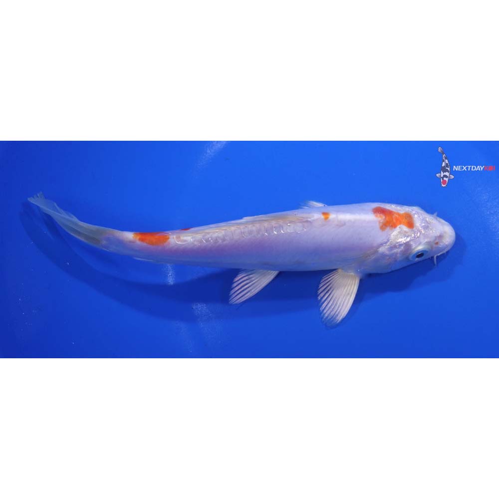 7” Imported Kikusui