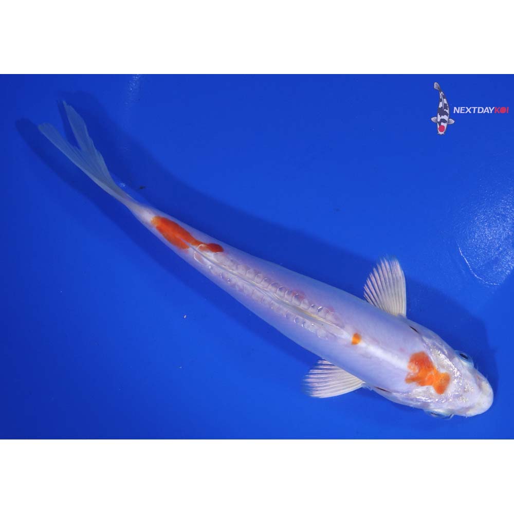 7” Imported Kikusui