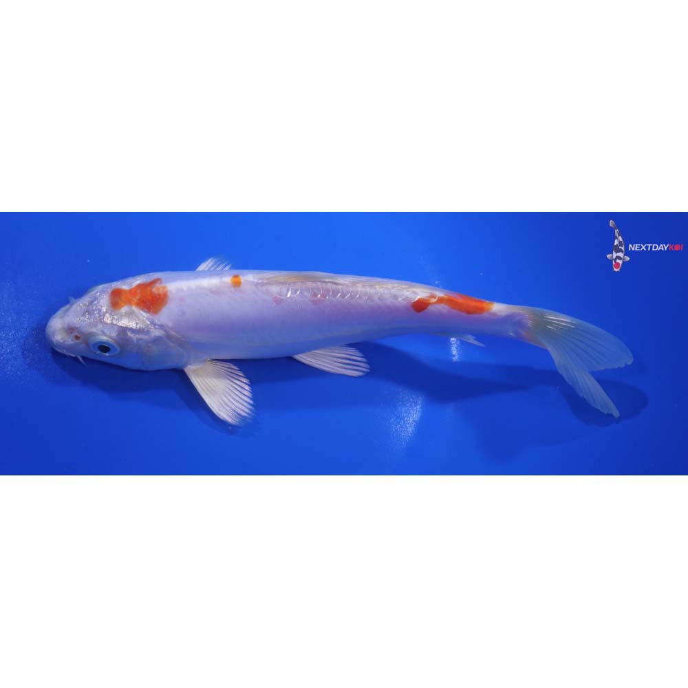 7” Imported Kikusui