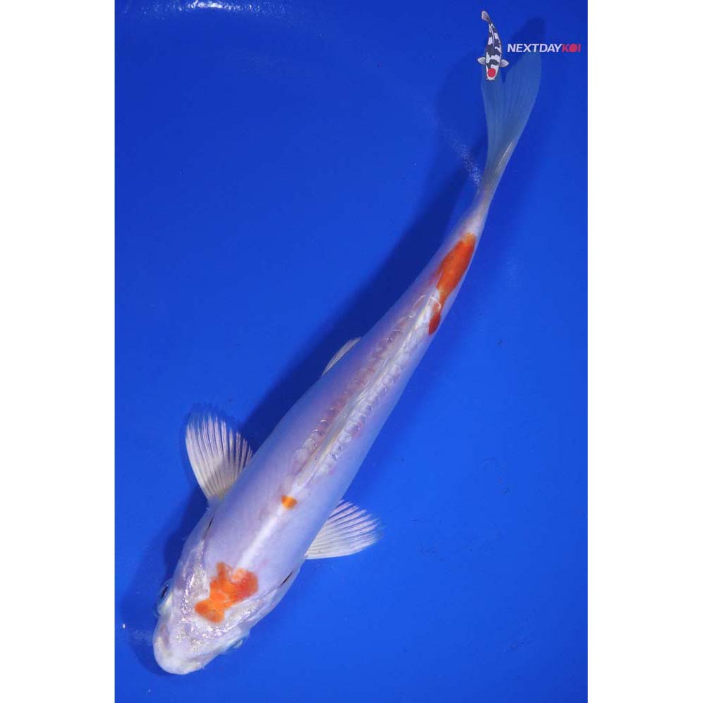 7” Imported Kikusui