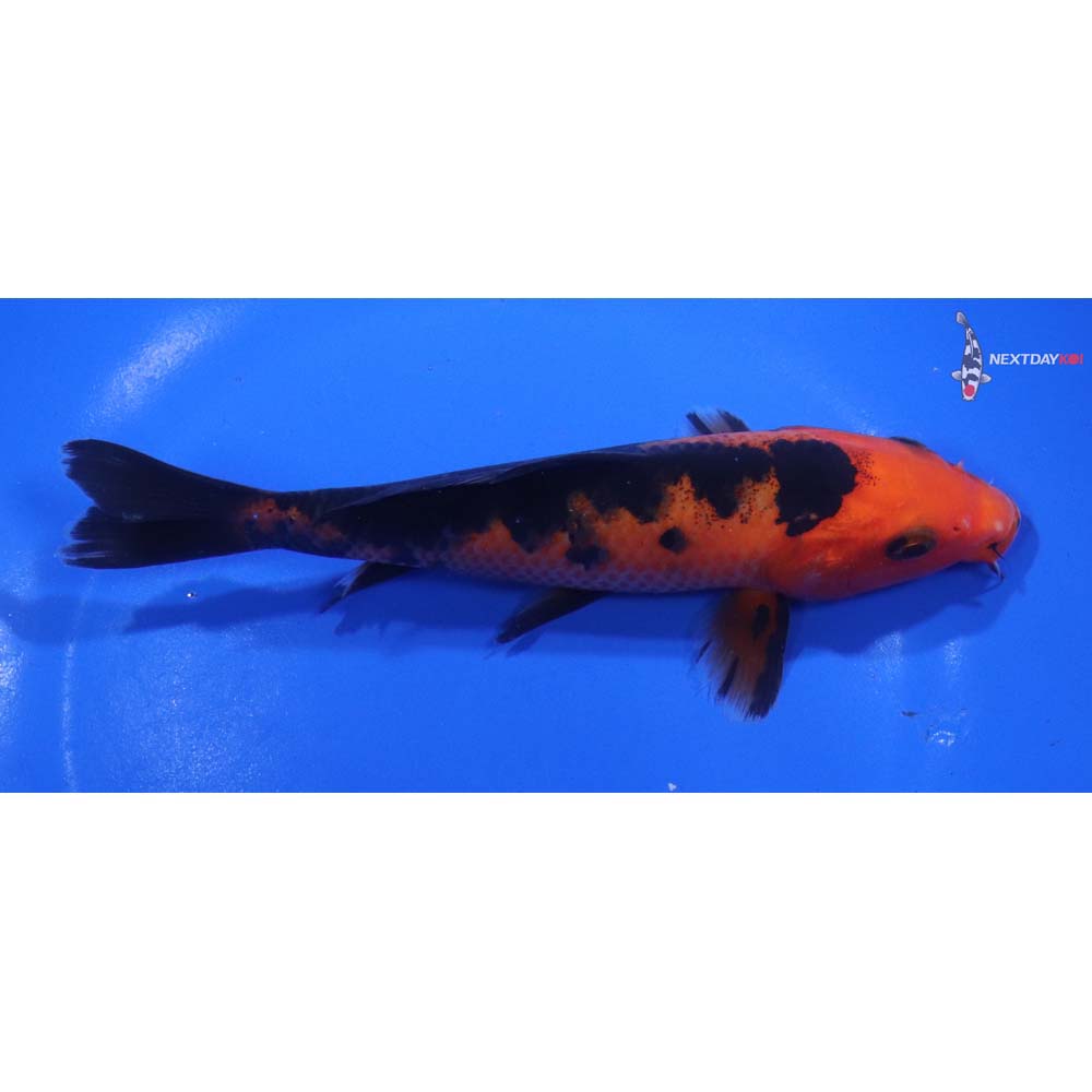 6” Imported Aka Bekko