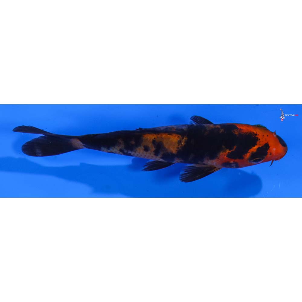 4” Imported Aka Bekko