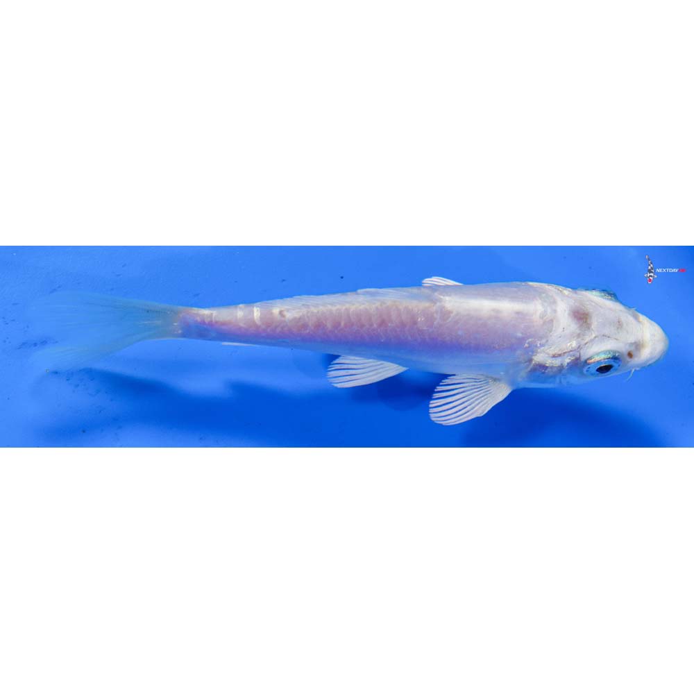 4” Imported Doitsu Platinum Ogon
