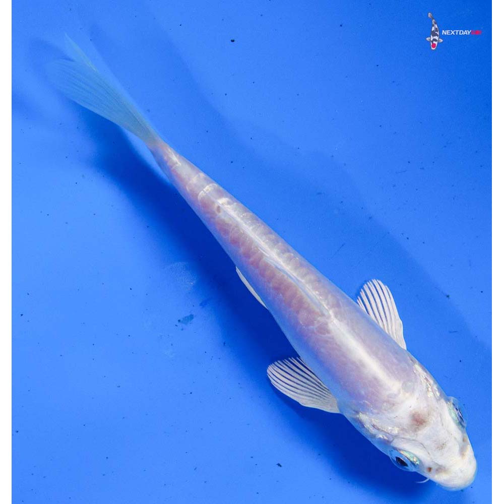 4” Imported Doitsu Platinum Ogon