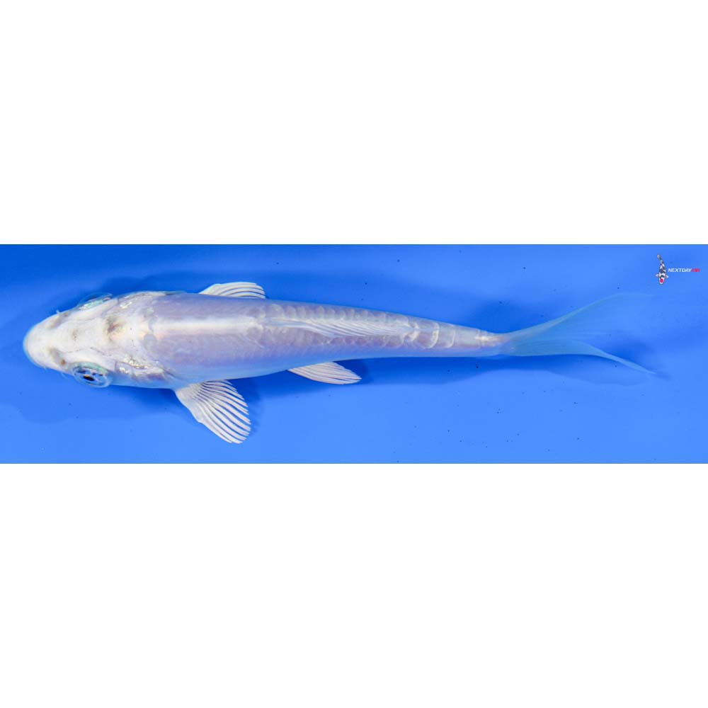 4” Imported Doitsu Platinum Ogon