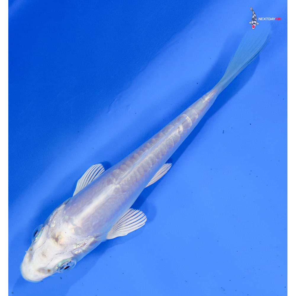 4” Imported Doitsu Platinum Ogon