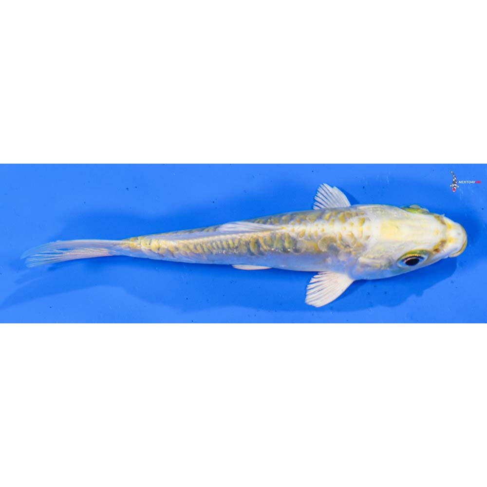 4.5” Imported Doitsu Lemon Hariwake