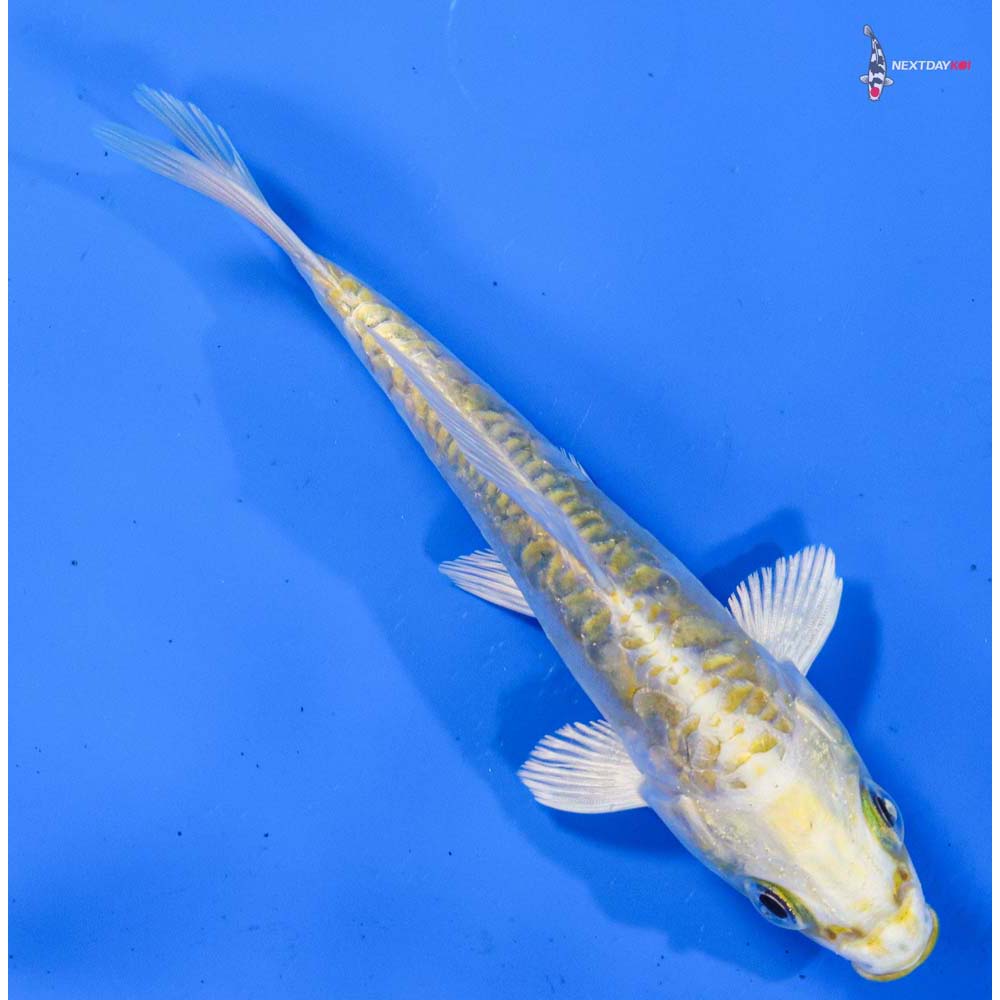 4.5” Imported Doitsu Lemon Hariwake