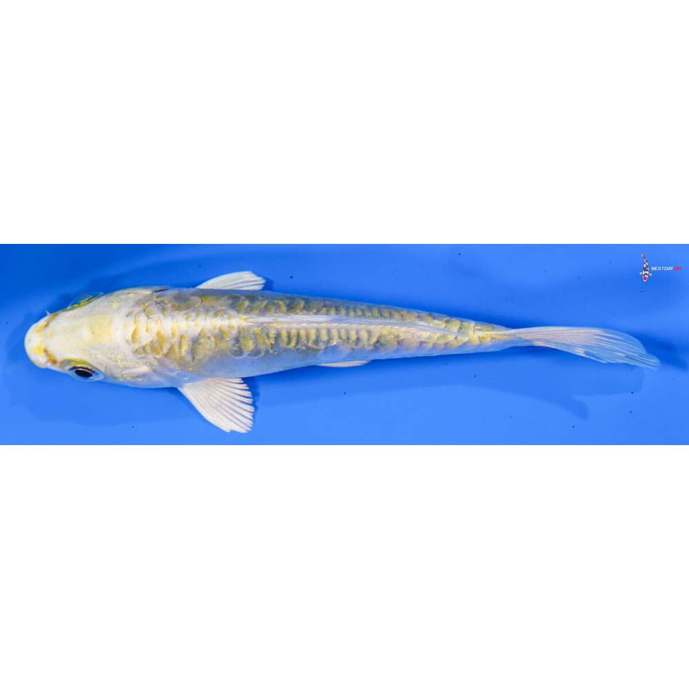 4.5” Imported Doitsu Lemon Hariwake