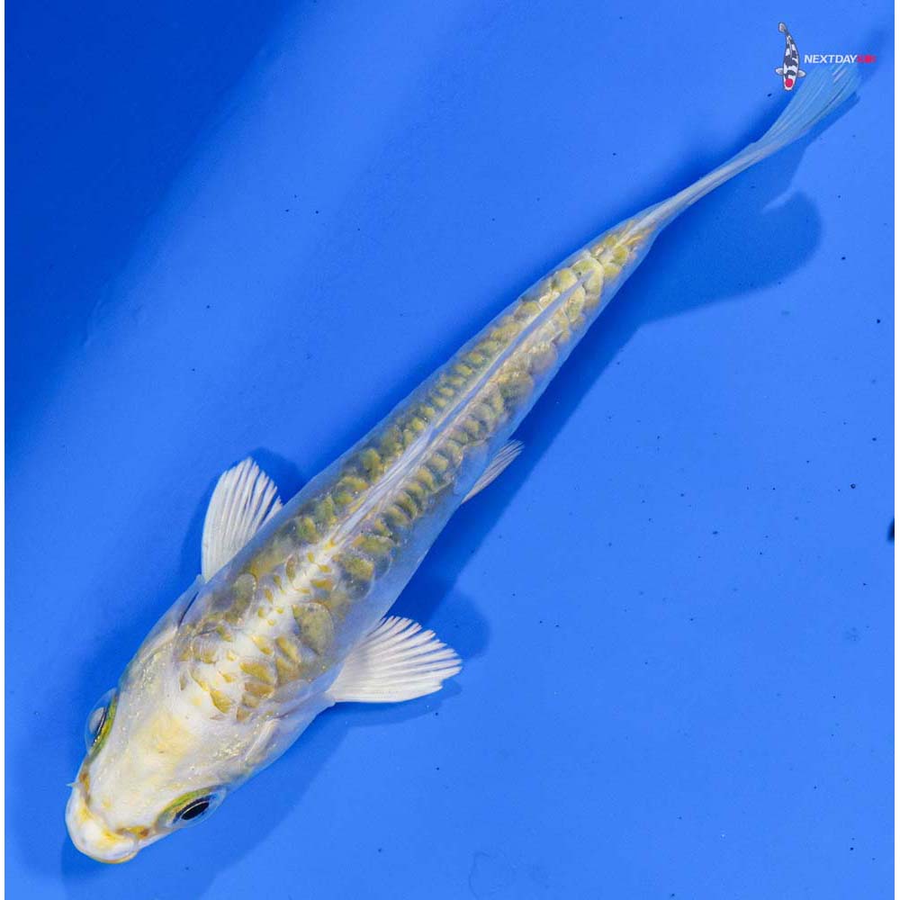 4.5” Imported Doitsu Lemon Hariwake