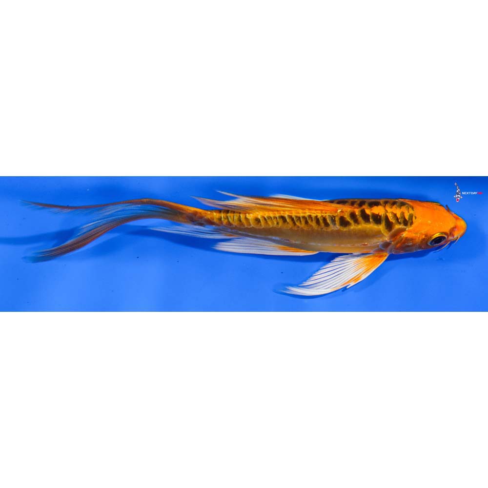 6” Imported Doitsu Orenji Matsuba Butterfly Koi