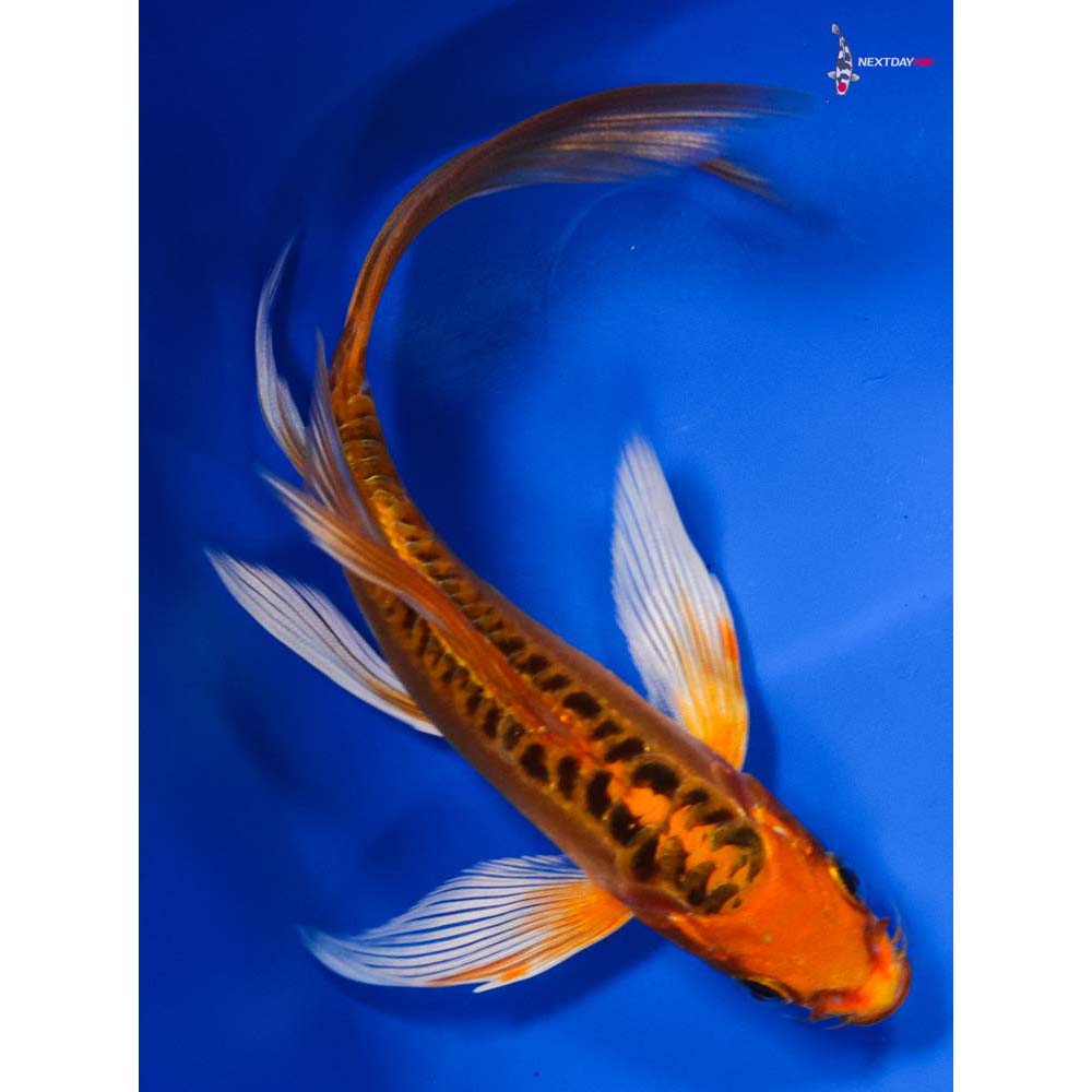 6” Imported Doitsu Orenji Matsuba Butterfly Koi