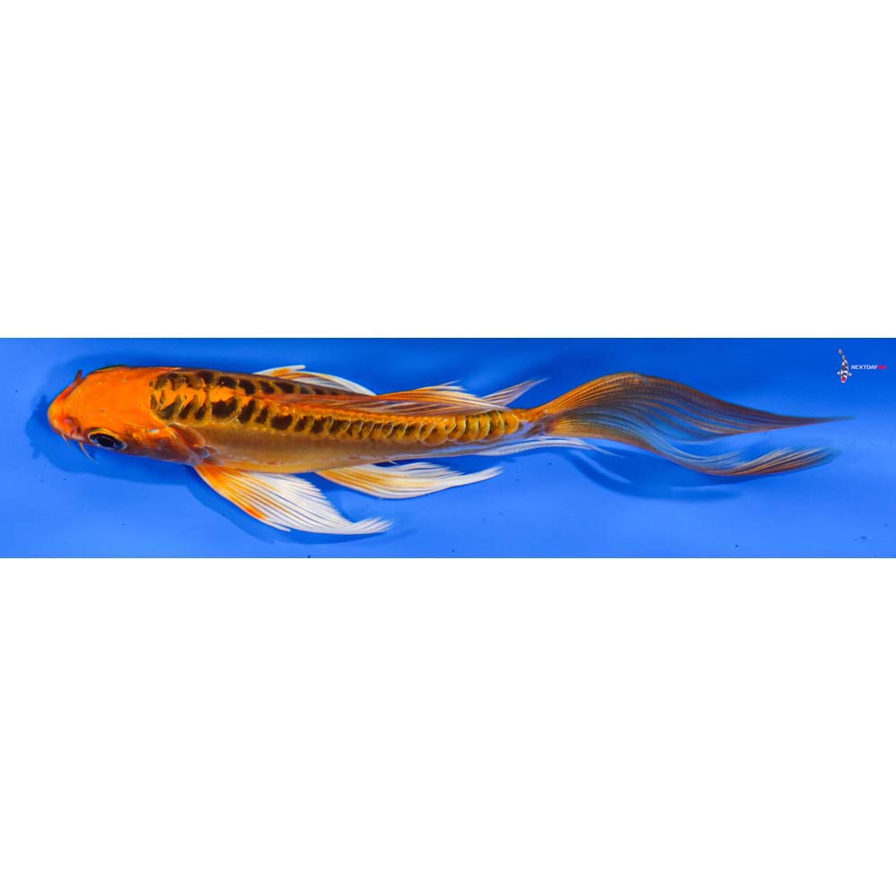 6” Imported Doitsu Orenji Matsuba Butterfly Koi