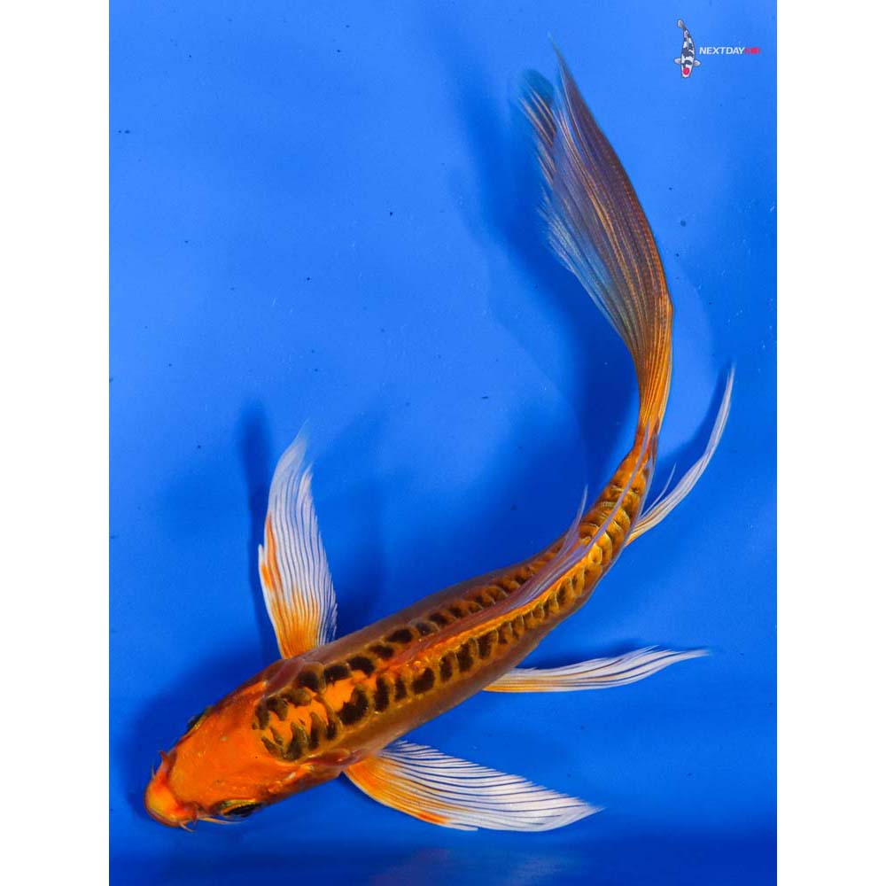 6” Imported Doitsu Orenji Matsuba Butterfly Koi