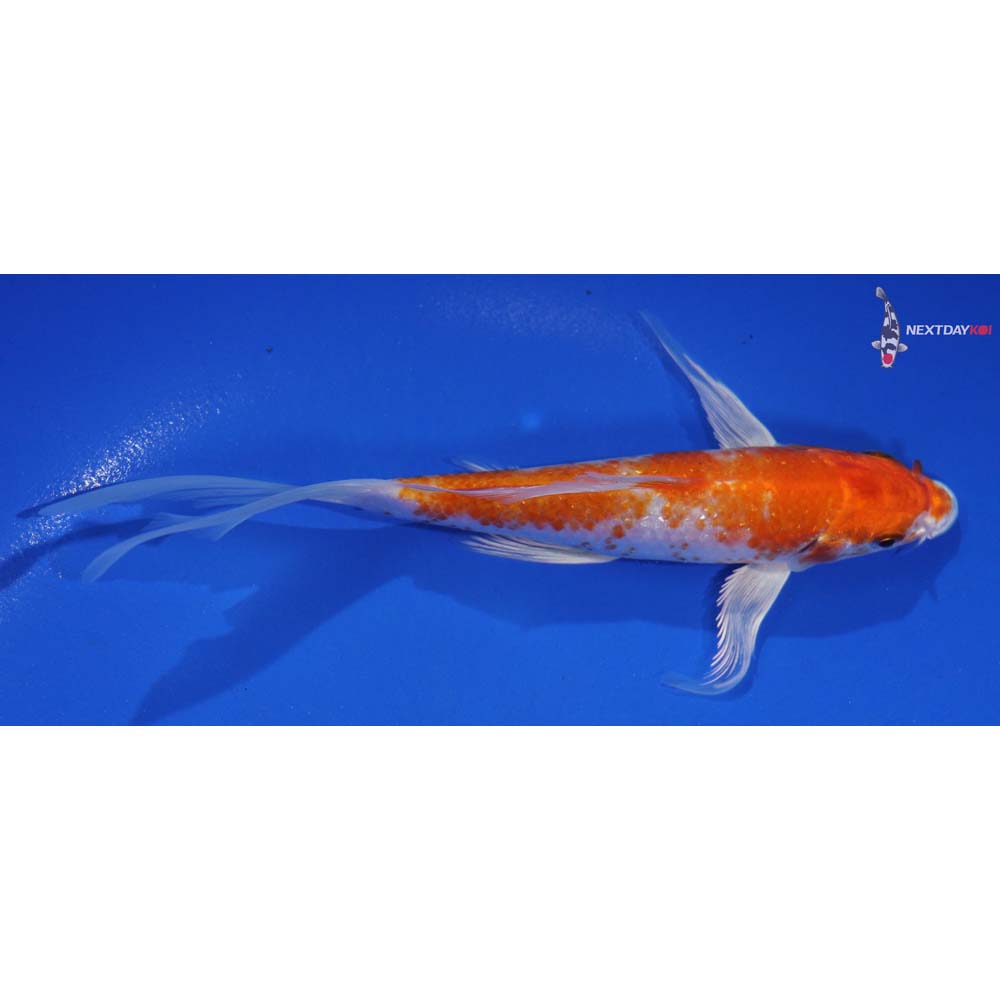6” Imported Hariwake Butterfly Koi